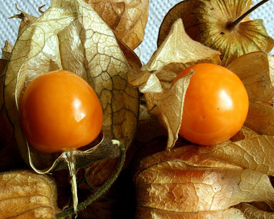 Altın Çilek Kullanımı ve Faydaları Nelerdir?