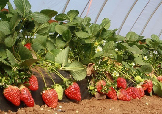 Çilek Tohumu Kullanımı ve Faydaları Nelerdir?