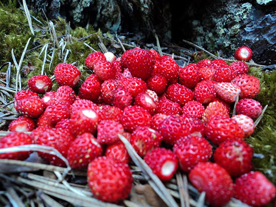 Dağ Çileği Kullanımı ve Faydaları Nelerdir?